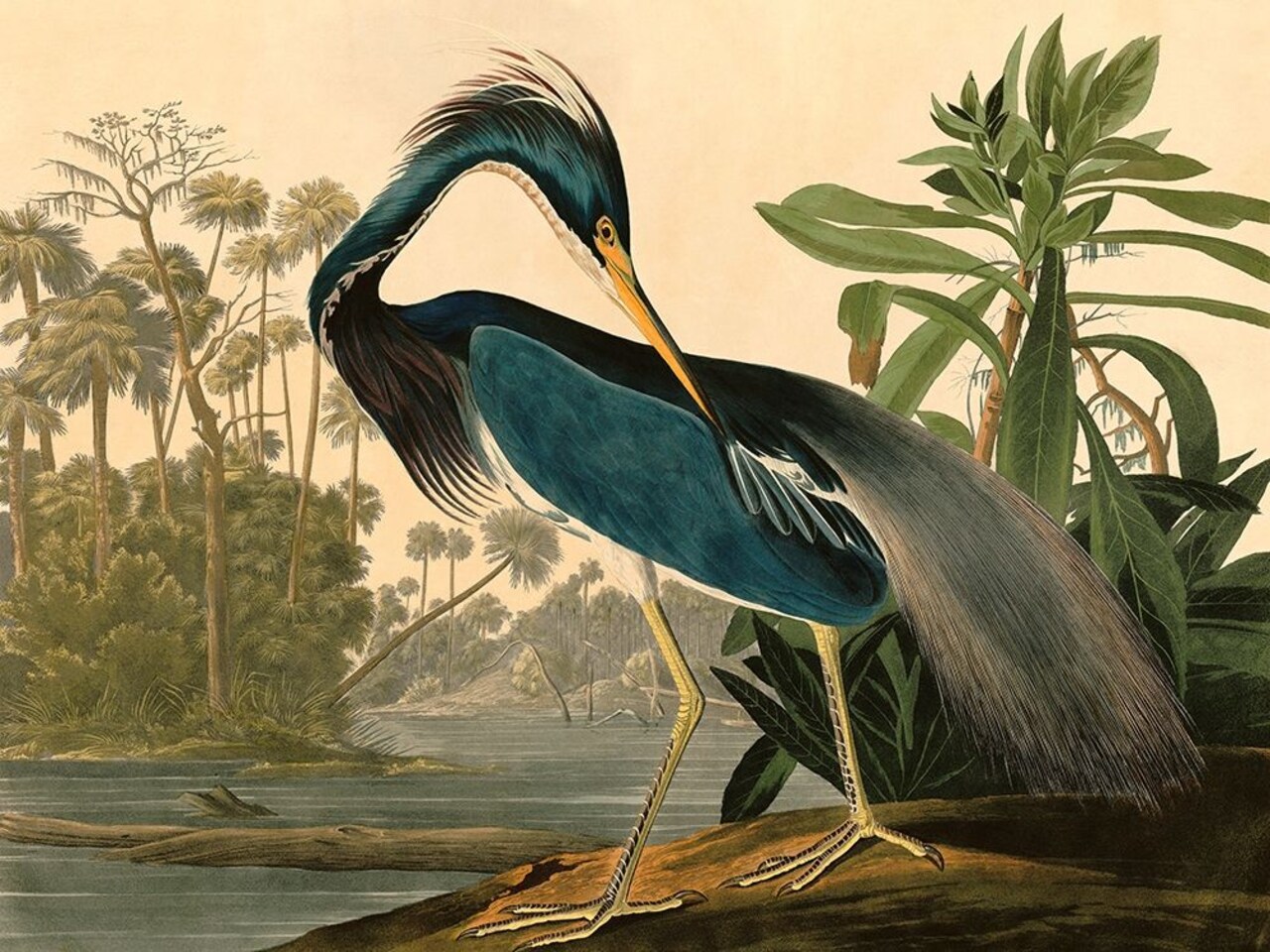 Louisiana Heron Poster Print by Audubon John James - Item # VARPDX3AA4974